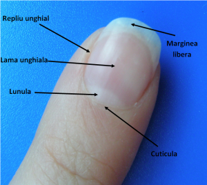 boli ale articulației unghiilor)